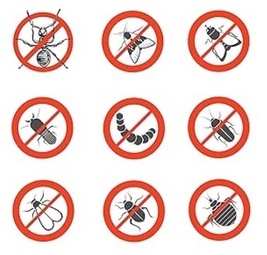 Legna da ardere di ulivo in scatola da 10Kg OLIVETTO - SU BANCALE - Qualità PREMIUM - immagine 9